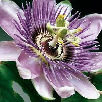 histPPpassionflower